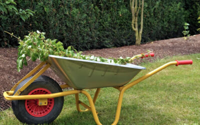 Lawn Care Tips August 2019