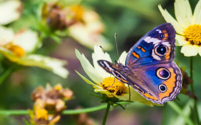 Butterfly Gardening Basics