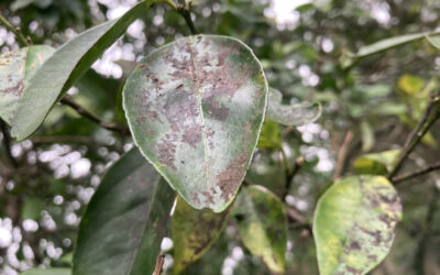 What’s The Cause And Treatment for Black Citrus Tree Leaves?