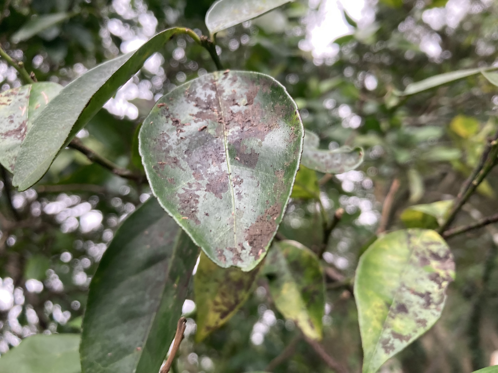 Cause And Treatment For Black Citrus Tree Leaves cause-and-treatment-for-black-citrus-tree-leaves