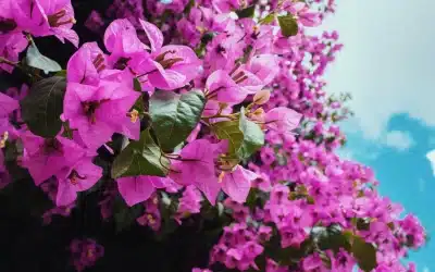Growing Bougainvillea in Northeast Florida