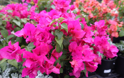 Growing Bougainvillea in Northeast Florida