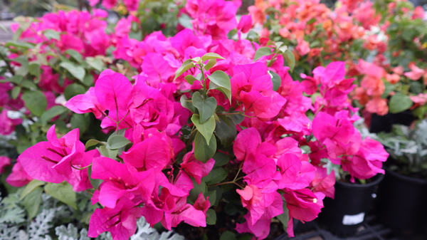 growing bougainvillea in northeast florida2
