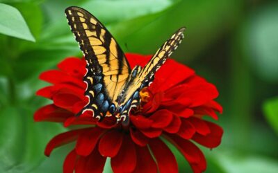 Landscaping for Pollinators in Northeast Florida
