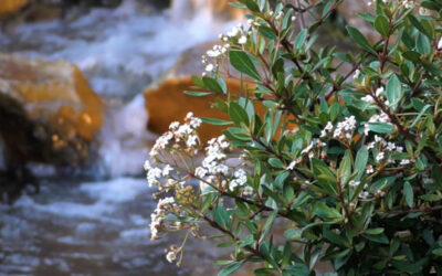 Landscaping with Florida Native Plants