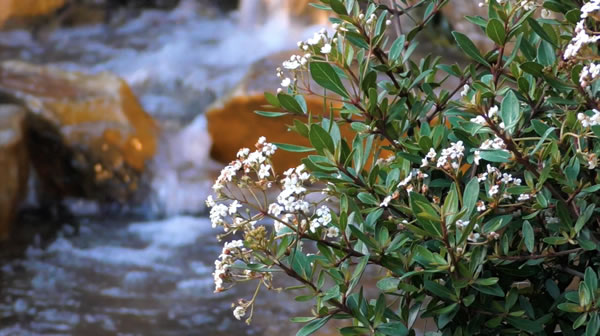 walters viburnum florida native plant earthworksjax