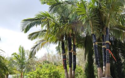 Brown Palm Frond Tips