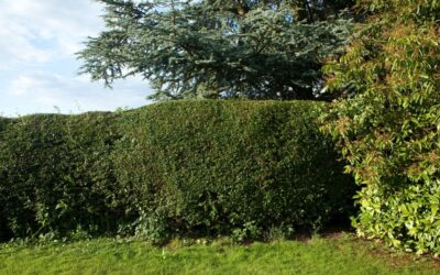 Wildlife Attracting Hedgerows
