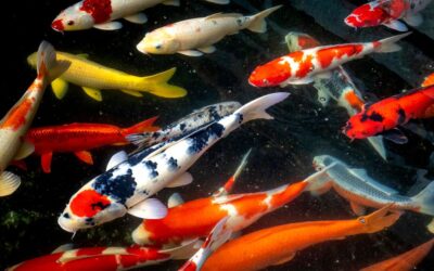 Low Dissolved Oxygen: Fish Health