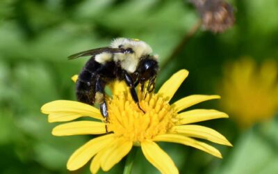 International Pollinator Week: June 21-27, 2021