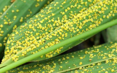 Preventing Mealybug Infestation