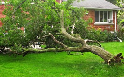 Lawn and Garden Damage from Heavy Rain