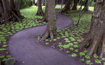 Sun-Loving Evergreen Ground Covers