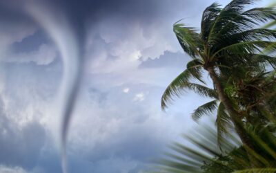 Tree Facts for Hurricane Season