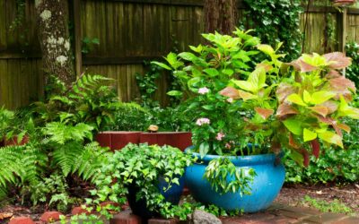 Fall Planter Arrangements for Northeast Florida