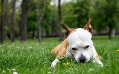 Plants Toxic to Dogs