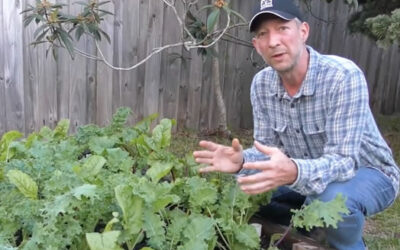 Fall Vegetable Gardening in Northeast Florida
