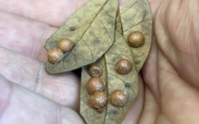 Oak Gall Wasps or Alien Pods?