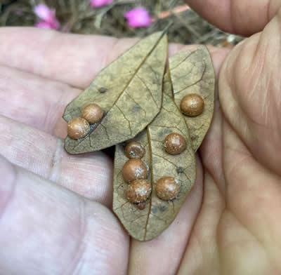 oak gall wasps