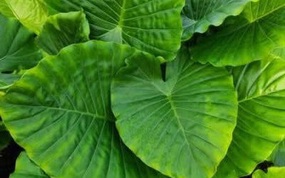 Distinguishing Between Alocasia, Colocasia, and other Elephant Ears