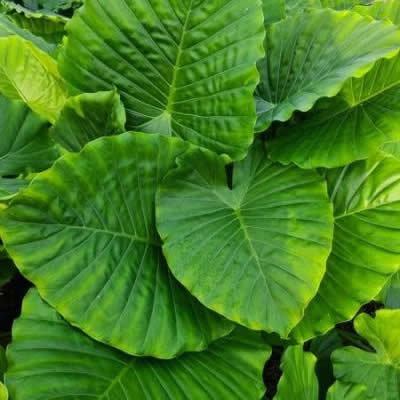 Lush Alocasia plant with large upward-pointing glossy green leaves