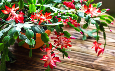 Increase Christmas Cactus Blooms