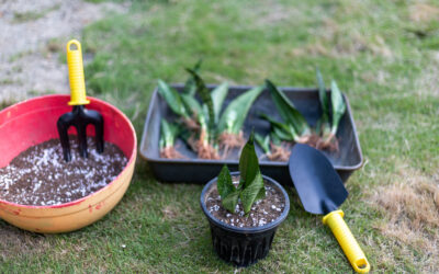 Overwintering and Indoor Plant Propagation