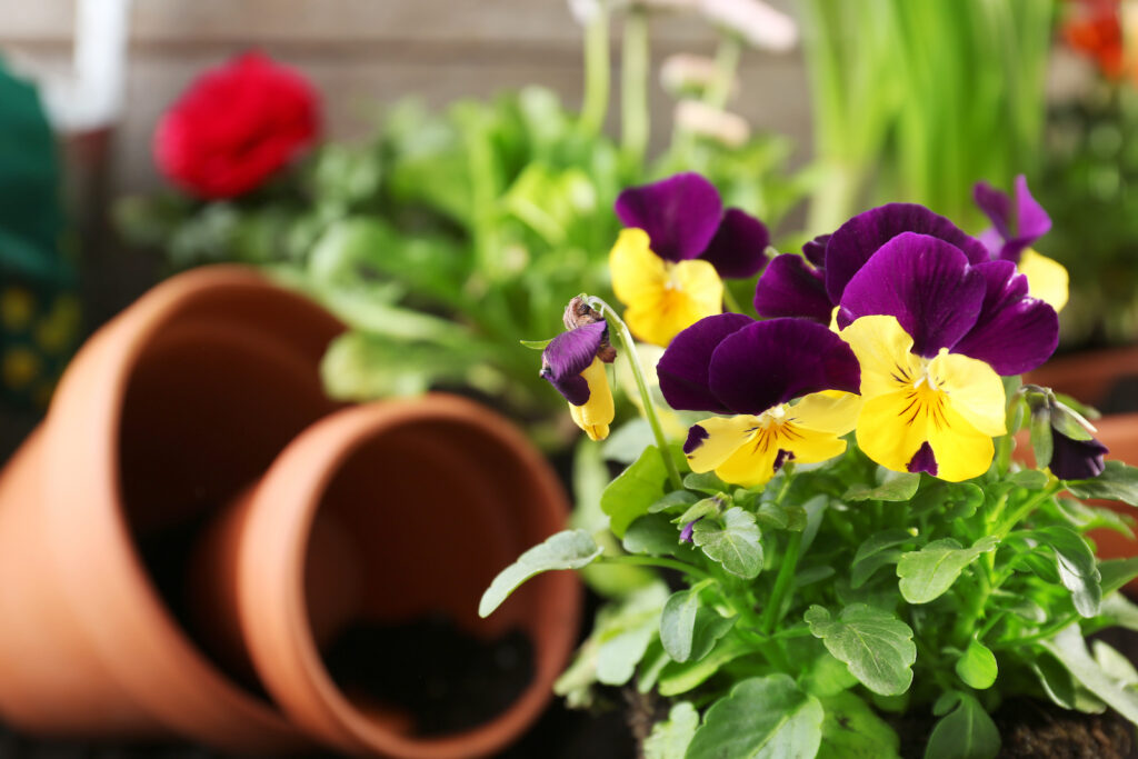 Pansy with terracotta pot