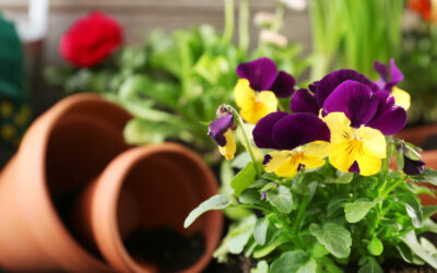 December Lawn and Garden Tips 2021