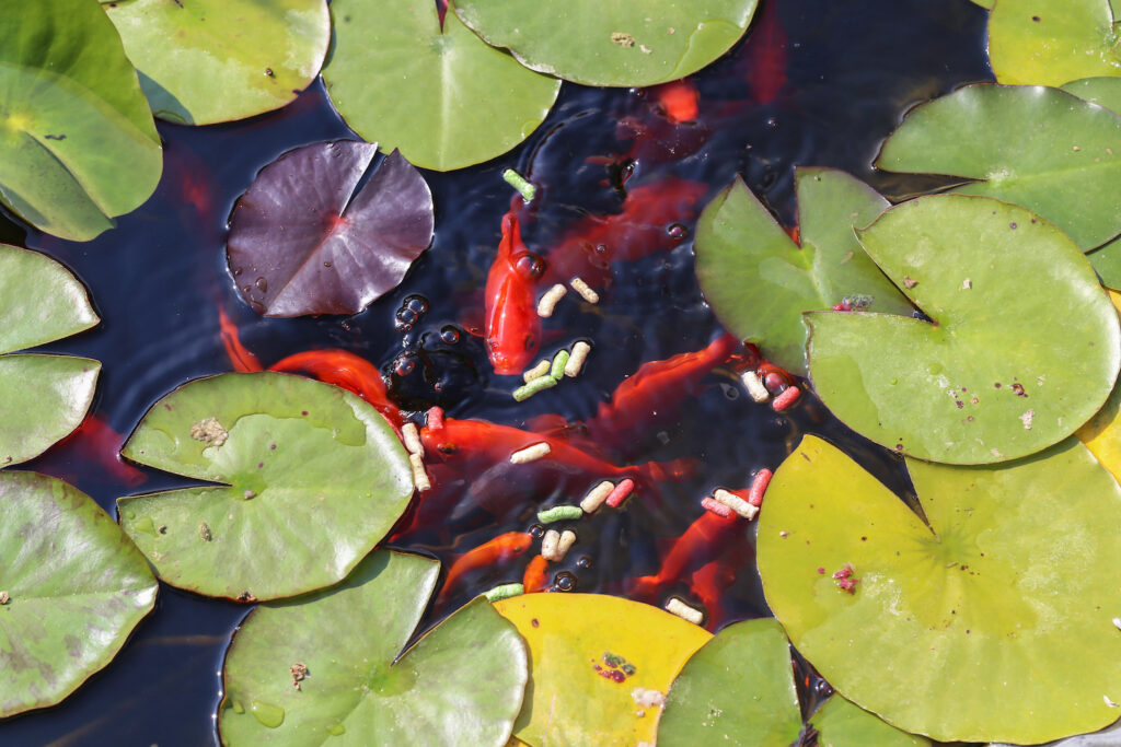Goldfish in a pond with lily pads