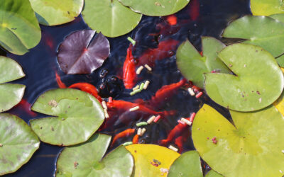 Florida Pond Goldfish Varieties