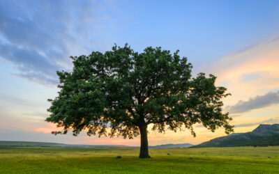 Florida Arbor Day Activities In Northeast Florida