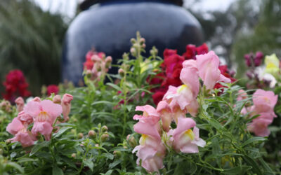 January Lawn and Garden Tips 2022