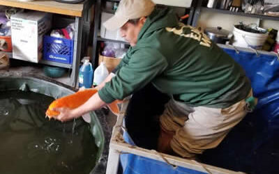 Koi Handling Tips for Beginners