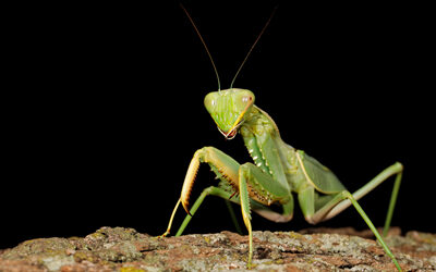 Praying Mantis: Beneficial or Not?