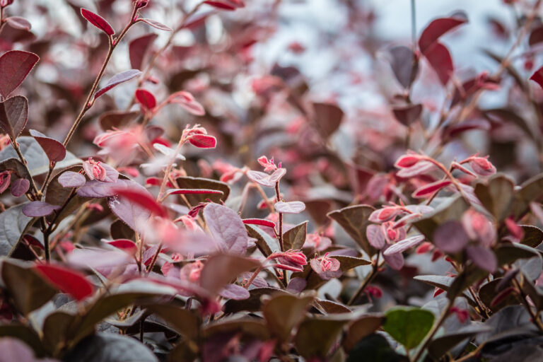 Jacksonville palms, perennials, and houseplants