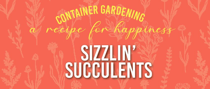 July contianer sizzling succulents2