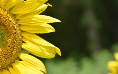 July Tips for Lawn and Garden