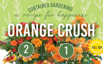 August Container Gardening Recipe 2022