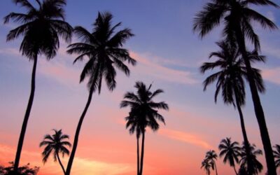 Palm Trees In Northeast Florida