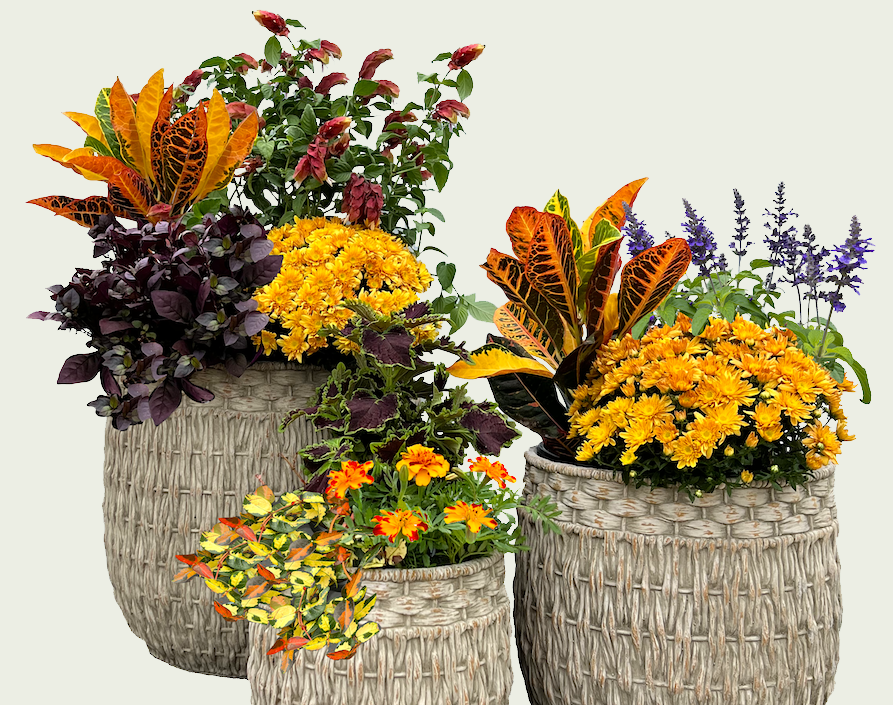 3 pots with fall color themed flowers