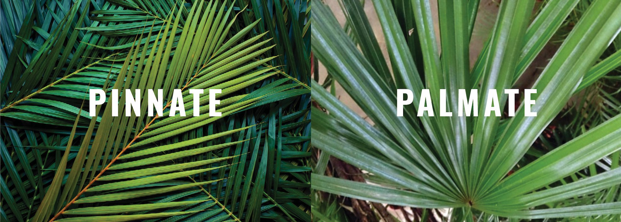 Best palm trees Jacksonville, Fl