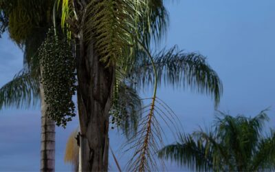 Queen Palms for Jacksonville Landscapes