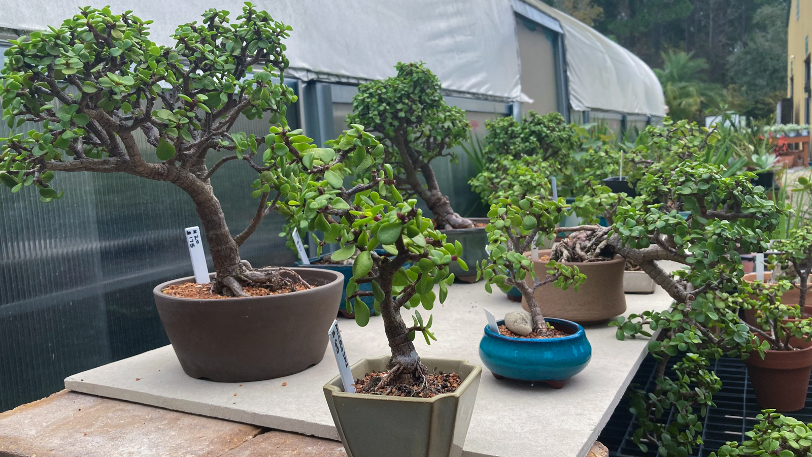 December lawn & Garden Tips promoting bonsai