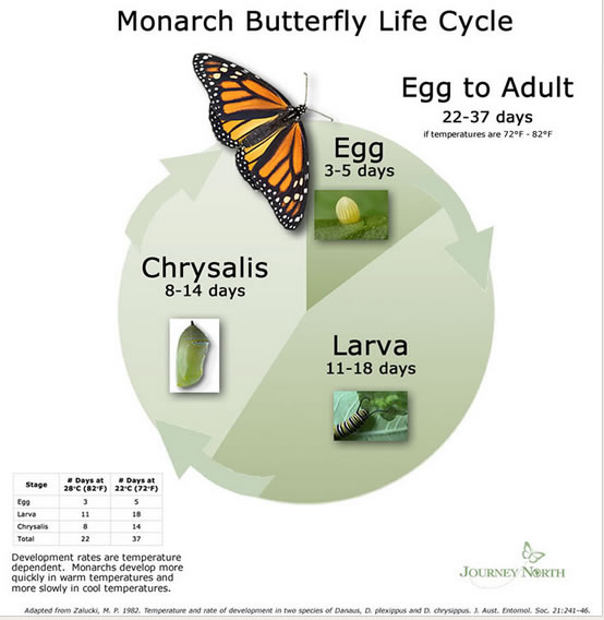 monarch Lifecycle source USDA
