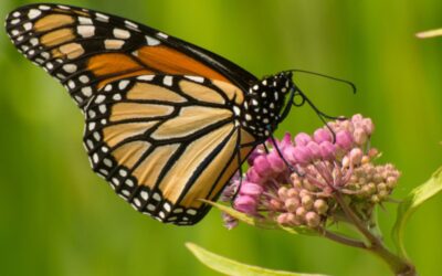 Best Practice Tips for Maintaining Milkweed for Monarchs