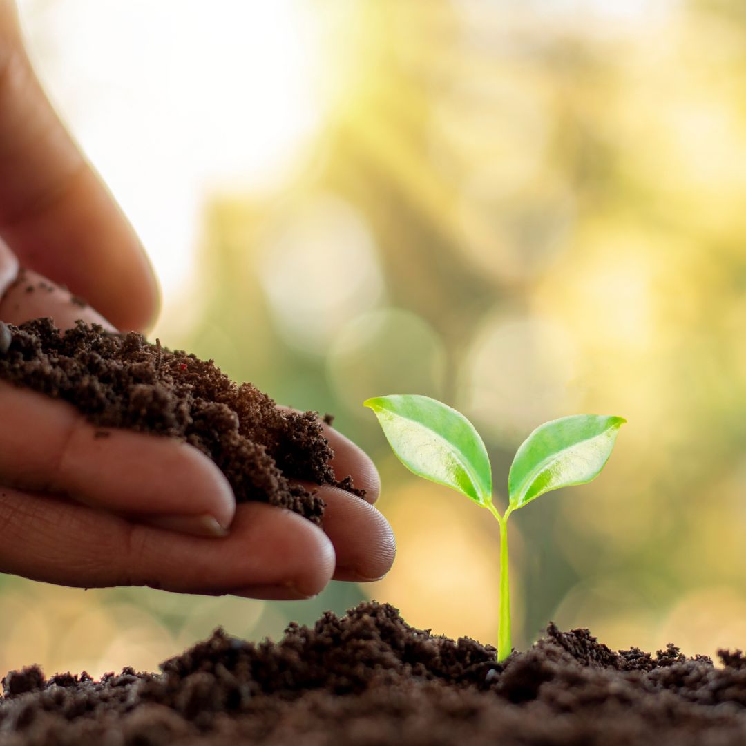 Planting Planting