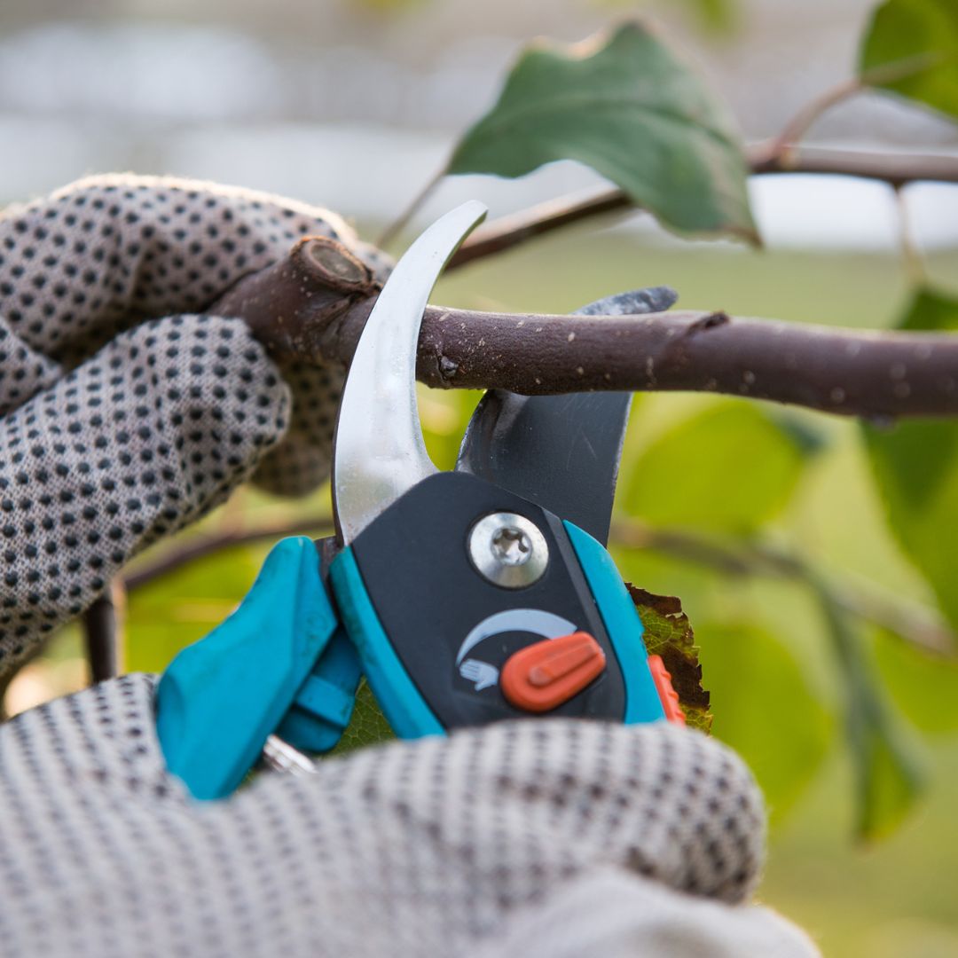 Pruning Pruning