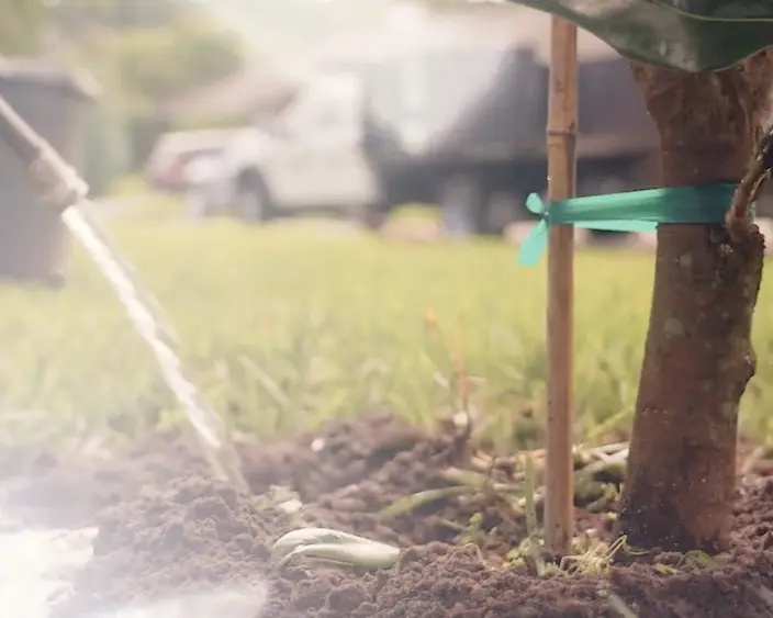 Watering planted tree e1666839148227