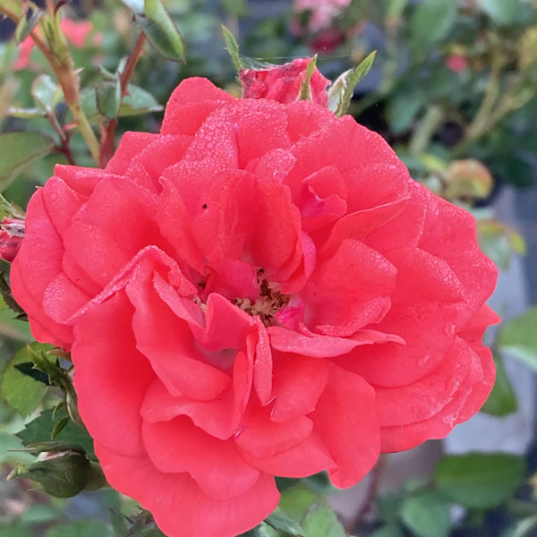 When Is the Best Time for Rose Pruning In North Florida